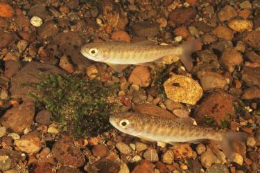 west coast juvenile coho 3727x2485 c usfws Roger Tabor.jpg