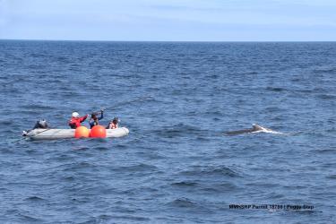 whale_pole_02.jpg