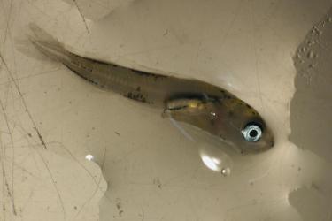 Baby fish with blue eyes in water