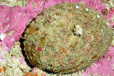 white-abalone-moa.jpg