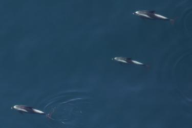 3 white beaked dolphins
