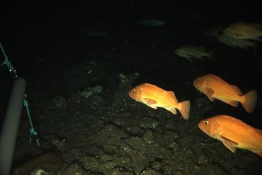 Several orange fish with yellow eyes above rocks and cobbles