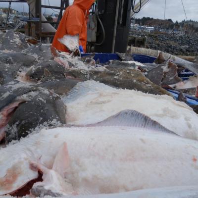 Commission Recommends Boost In Coast-Wide Halibut Catch - Alaska Public  Media