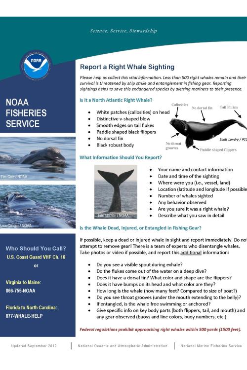 placard describing how to identify and report a right whale sighting