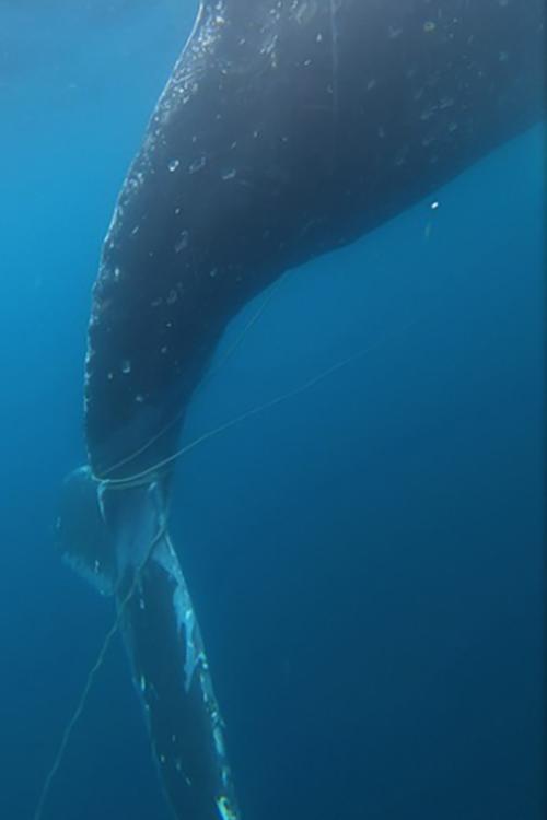 Underwater video taken by the Alaska Department of Fish and Game