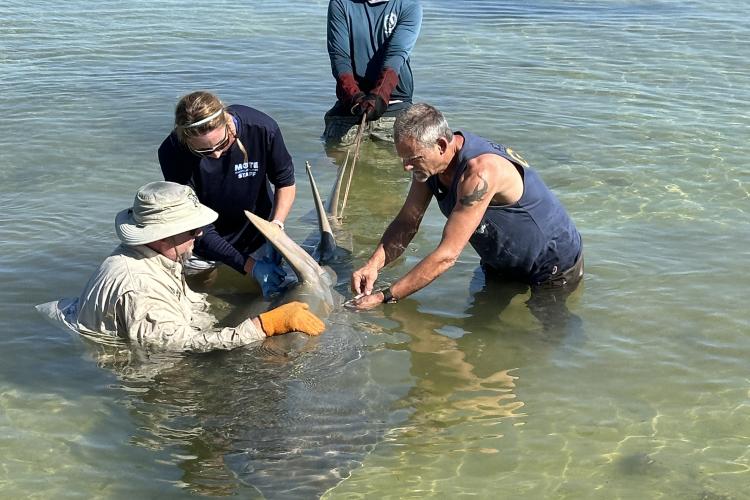 First sawfish rescue, Florida Keys 2024, Photo Credit: Mote Marine Lab