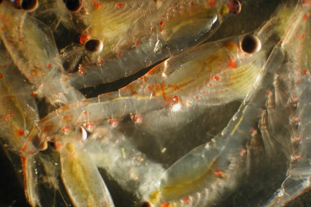 Close up photo of several overlapping euphausiids 