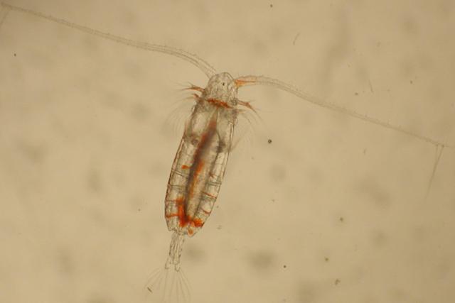 Close up photo of a copepod. Lipid (fat) stores are visible as a clear bubble within the body