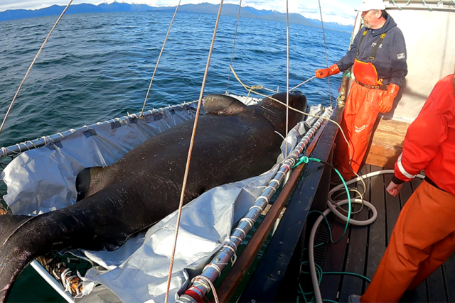 Image of men wearing orange raingear lowering large sleeper shark in a sling into the blue-green sea. Distant mountains are visible in the background.