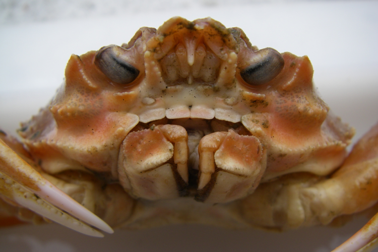 Photo of a snow crab.
