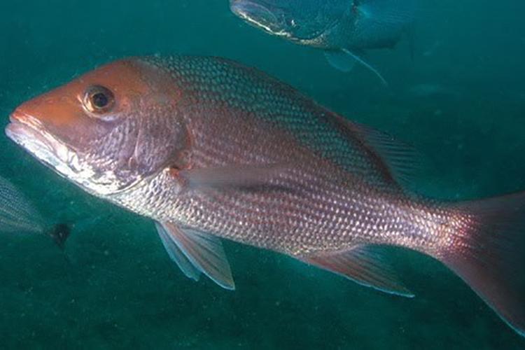 Contact snapper best sale