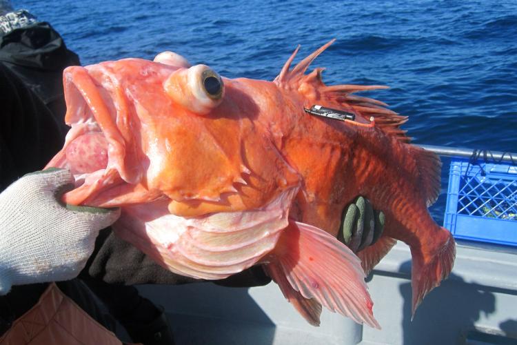 Key Southern California Rockfish Species Survive Capture Over the  Longer-term Following Release