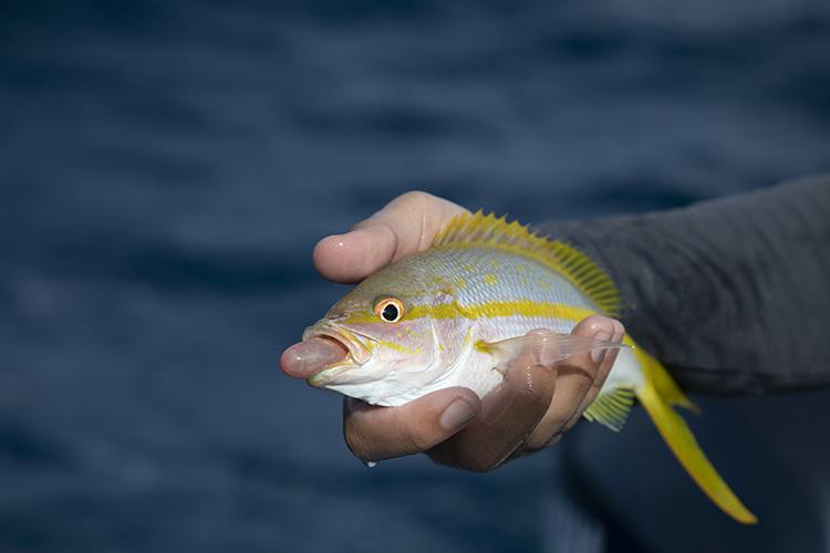 Gulf Reef Fish Anglers: Help Reef Fish Survive Release with Free