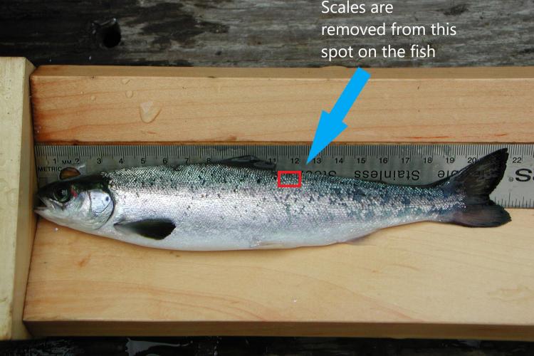 Salmon Scale Image Analysis