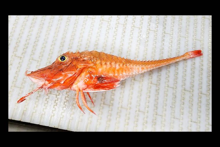  A profile perspective of a red fish with a large eye, pairs of leg-like appendages, and armor plate-like scales lying on a white table. 