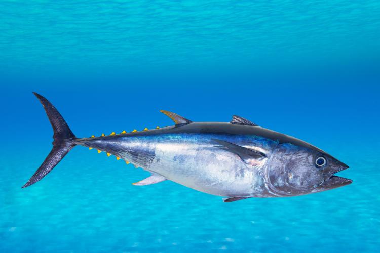 Fascinating Atlantic Tunas Facts