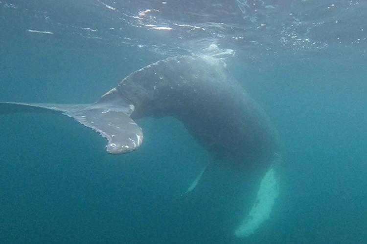 A screenshot from underwater video taken via a pole camera shows the male humpback is free of the entanglement.
