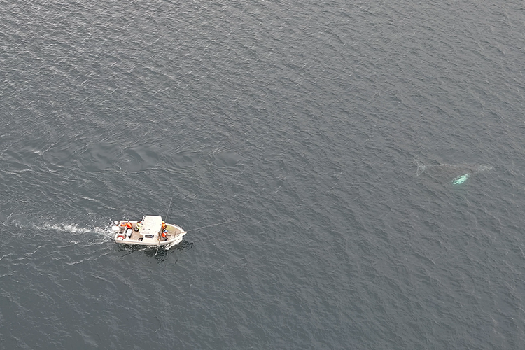 The male humpback whale swims free following a successful whale disentanglement operation.