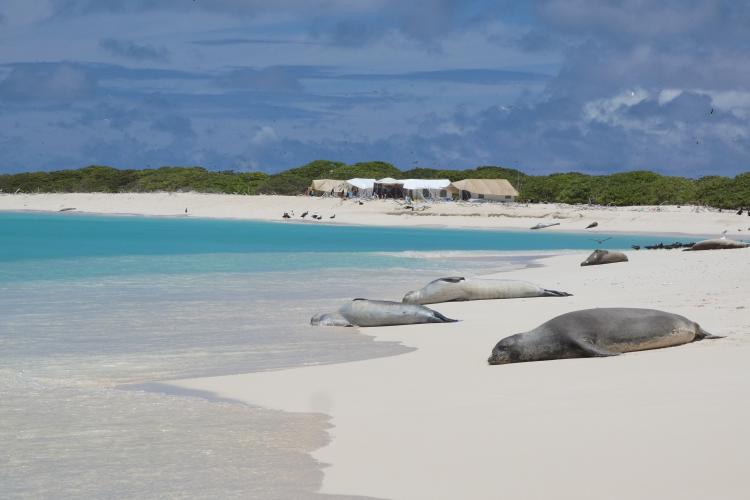 Hawaiian monk seals and sea birds rest along a shoreline with field camp tents in the far background. 