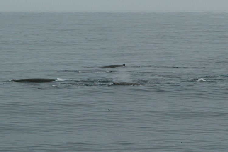 Tops of a small group of Baird's beaked whales peek out from dark gray waters.