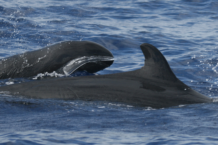 Two false killer whales swimming with a view of one dorsal fin.