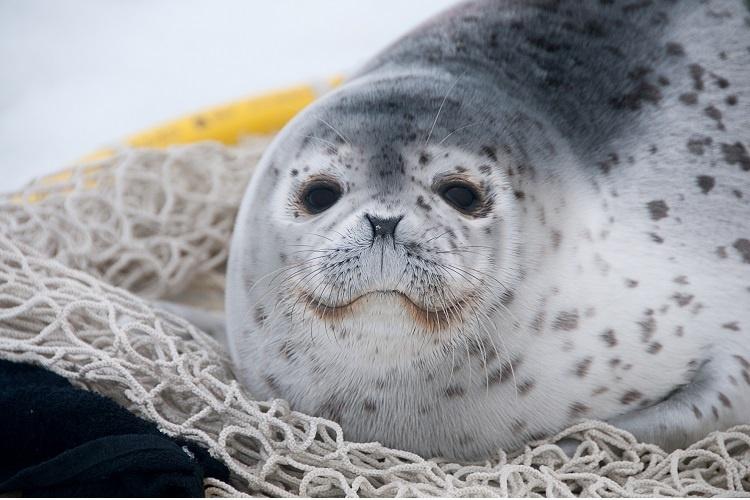 A spotted seal sits on a net.