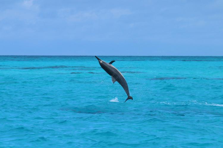 Spinner dolphin in mid-air