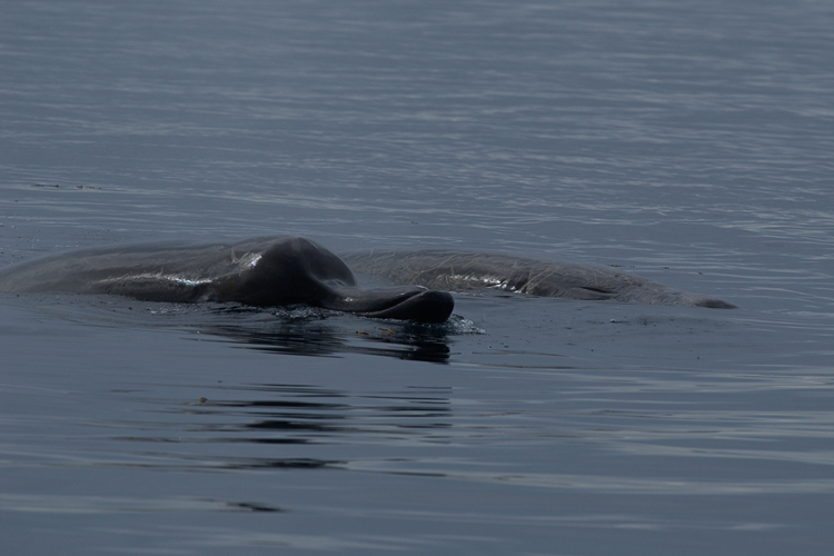 Two Baird's beaked whales sticking out of the water.