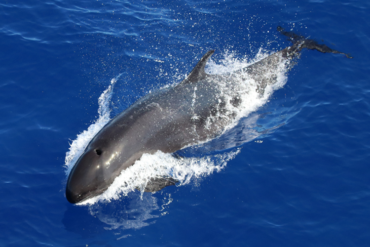 False killer whale swimming over the water.