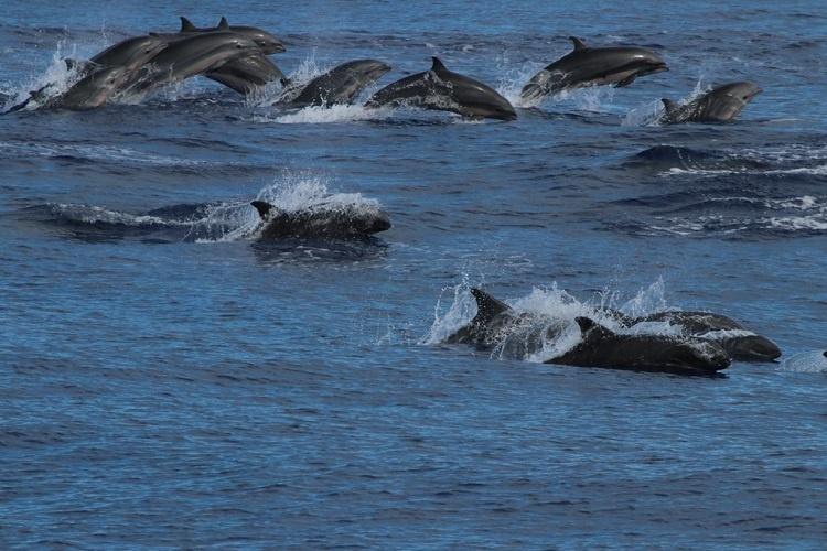 Large group of Fraser's dolphins swimming and jumping in and out of the water.