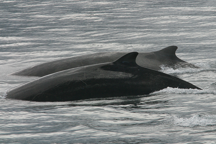 Two Baird's beaked whale dorsal fins resurfacing from the dark water.