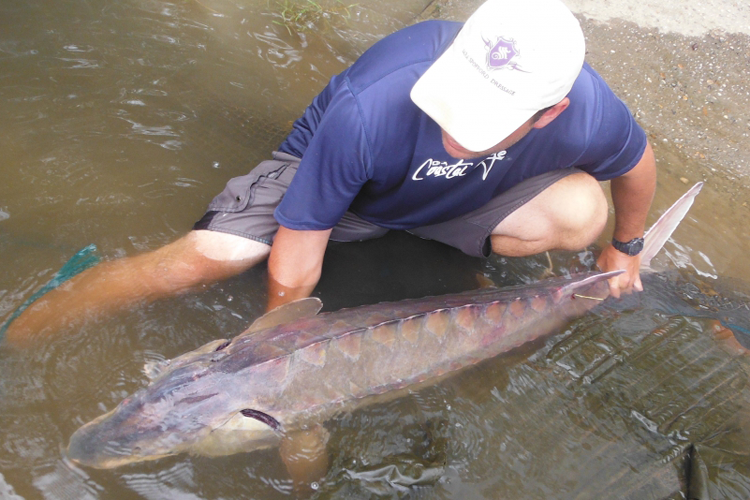 Overhead photo of man in blue shirt, shorts, and white ball cap holding an Atlantic sturgeon in shallow brown water.