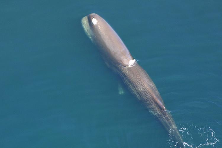 Aerial photo of a sperm whale surfacing