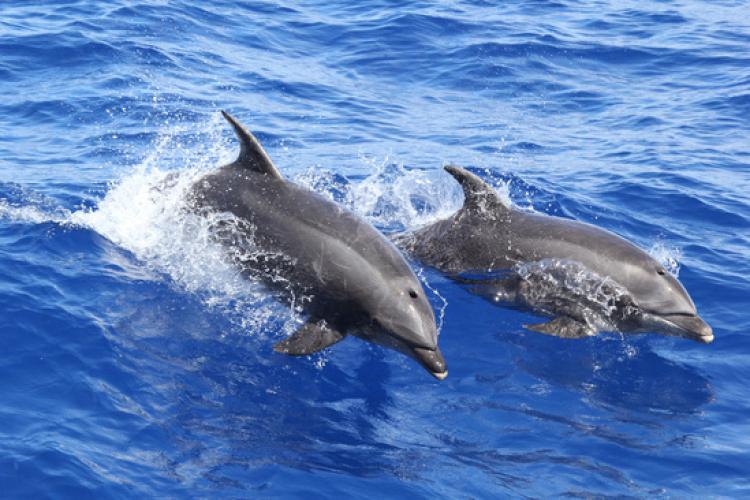Two bottlenose dolphins swimming and jumping through the air.