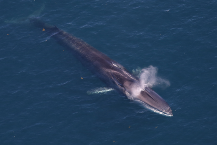 Fin Whale  NOAA Fisheries