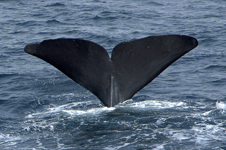 Sperm whale flukes sticking out of the water