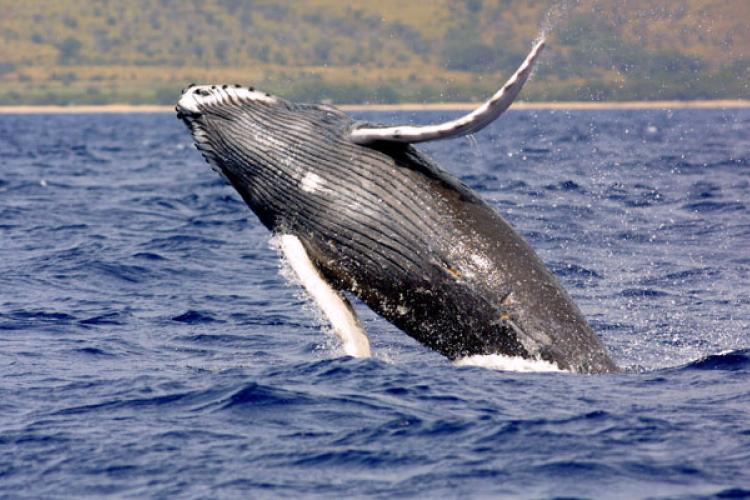 Whale Facts, Types, Lifespan, Classification, Habitat, Pictures