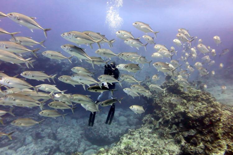 sexfasciatus school during dive survey