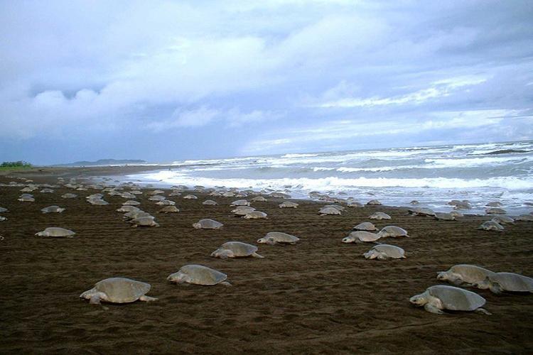 Numerous olive ridley sea turtles nesting on beach.