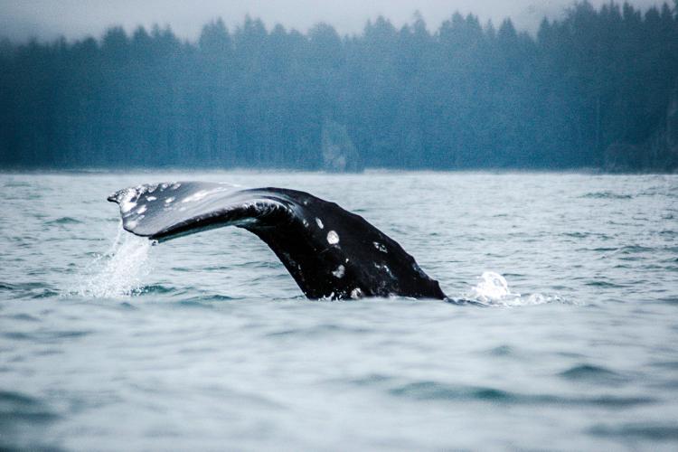 gray_whale.jpg