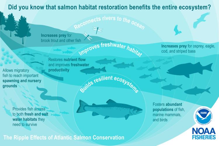 Atlantic Salmon (Protected)