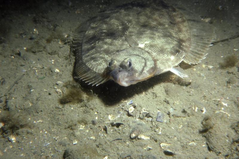 Winter flounder on the ocean bottom in Narragansett Bay, Rhode Island.