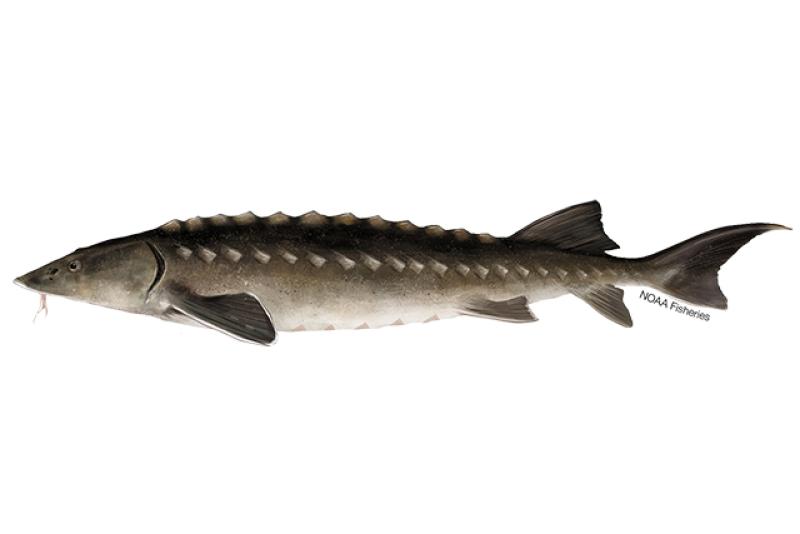 Chinese sturgeon illustration. Credit: Jack Hornady.