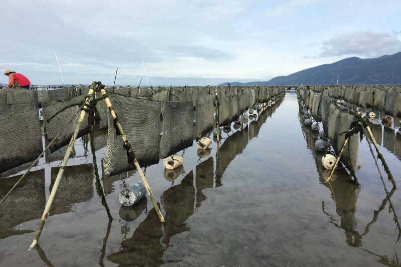 Flip bags for growing oysters