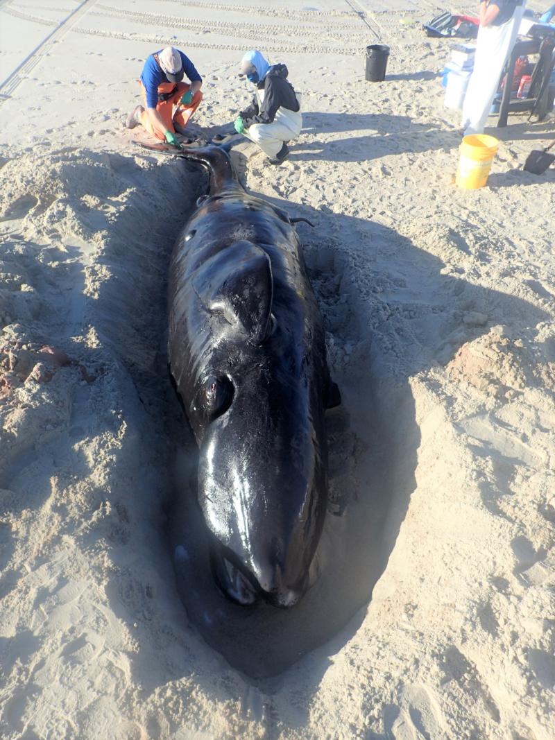 North Atlantic right whale calf