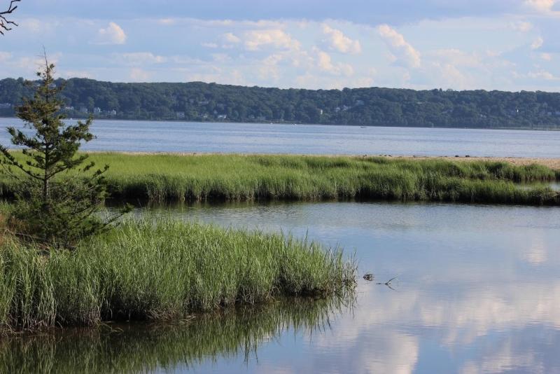 Coastal marsh within the Sandy Hook Bay estuary.