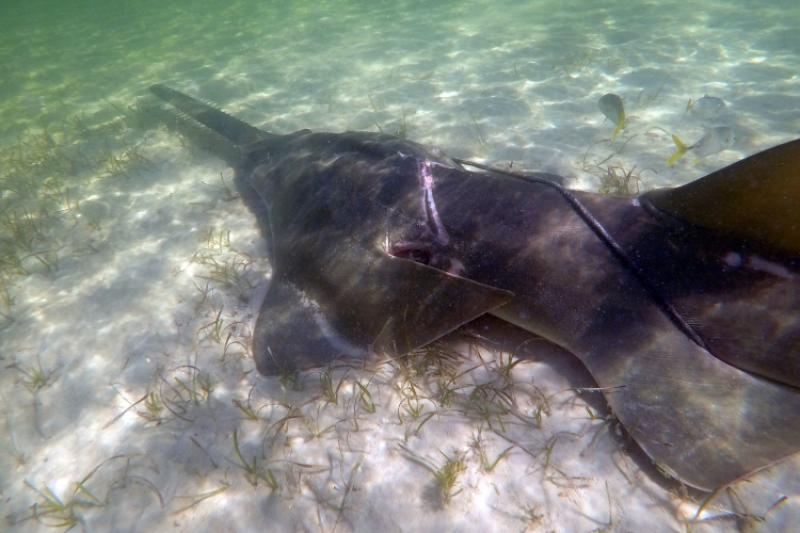 Entangled Smalltooth Sawfish in Biscayne national Park