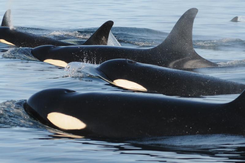 Pod of killer whales.