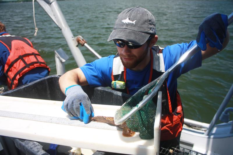 An intern measures a fish while on board a research vessel.