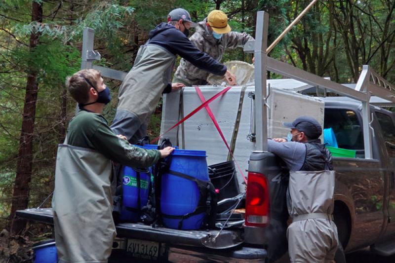 People removing juvenile Chinook from a tank in the back of a pickup truck
